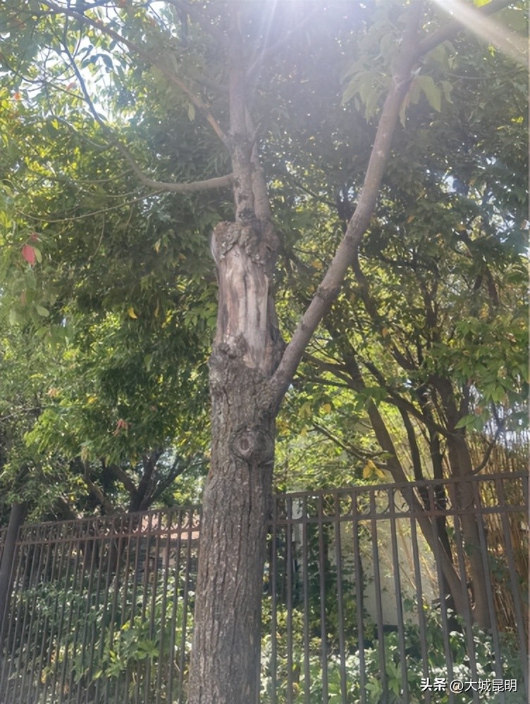 补绿换绿增绿！西山区道路沿线景观将焕然一新