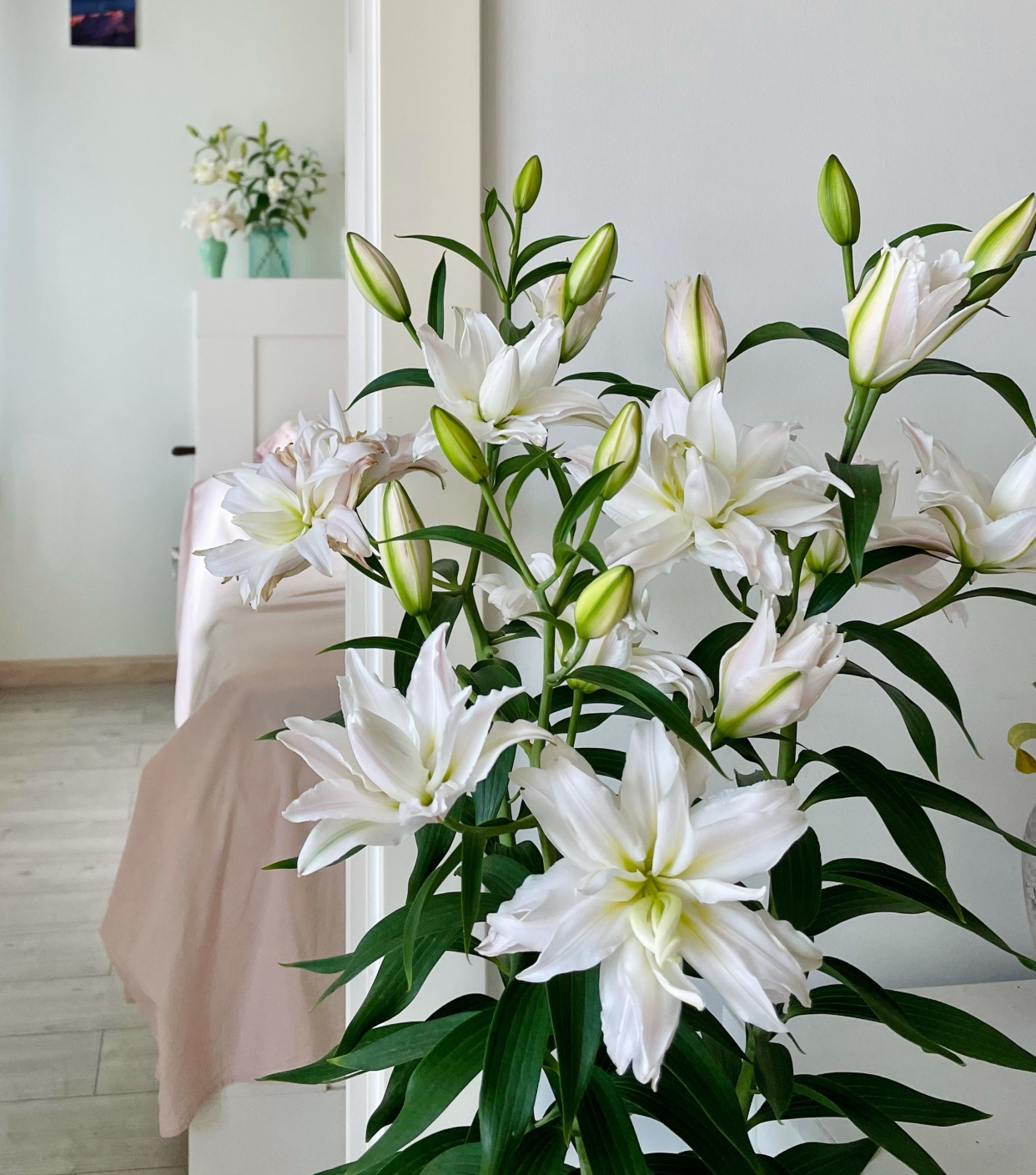 这3种花漂亮又好养1年能开300多天,5种花超好养漂亮上档次