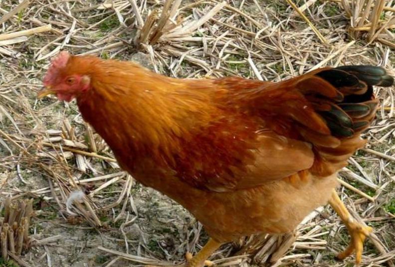 农村家庭养鸡哪个位置合适,农村家里养鸡有什么规定