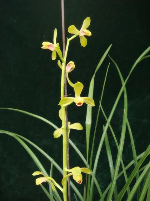 蕙兰老八种图片,蕙兰新八种图片高清