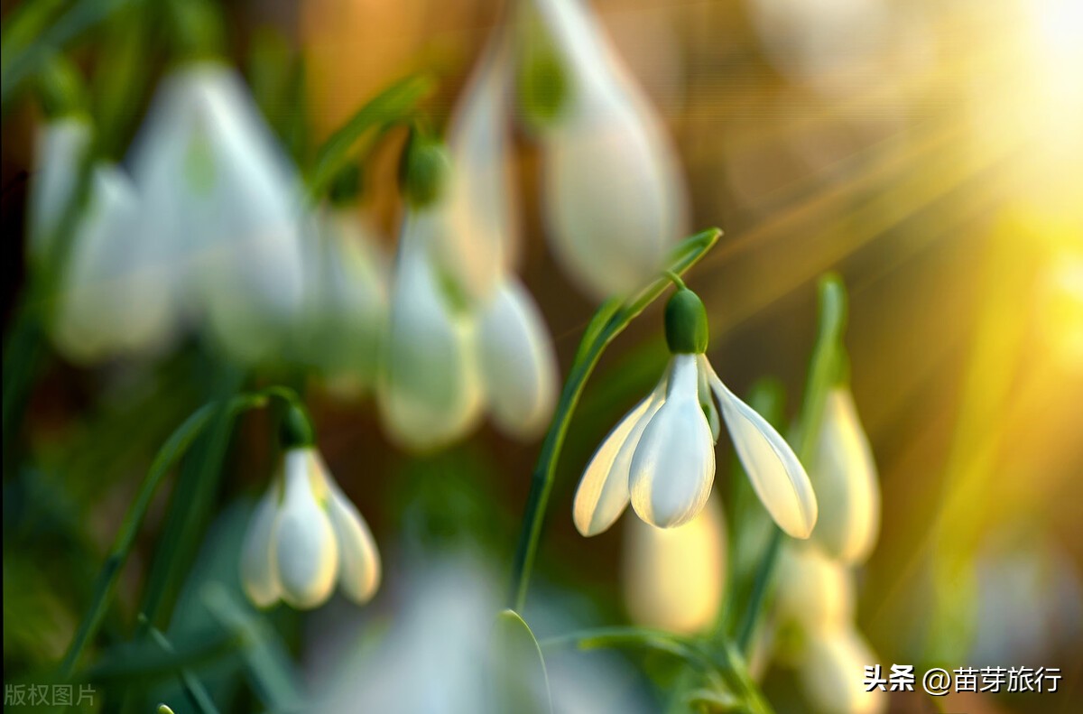 韩国c38旅游签证有什么最新消息,2022韩国是要开放旅游签证吗