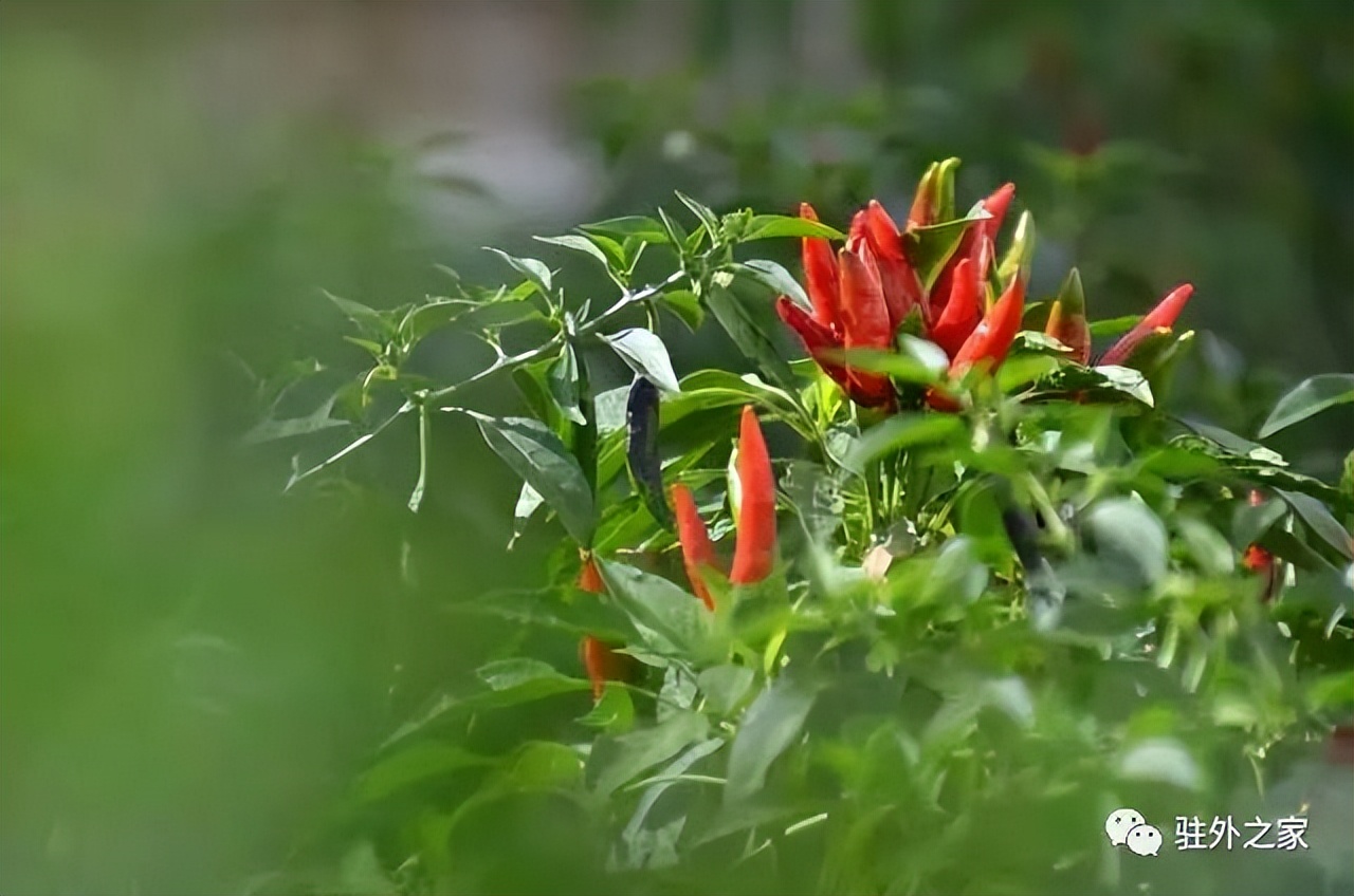 驻外人的“花花世界”——且看菜园变花园