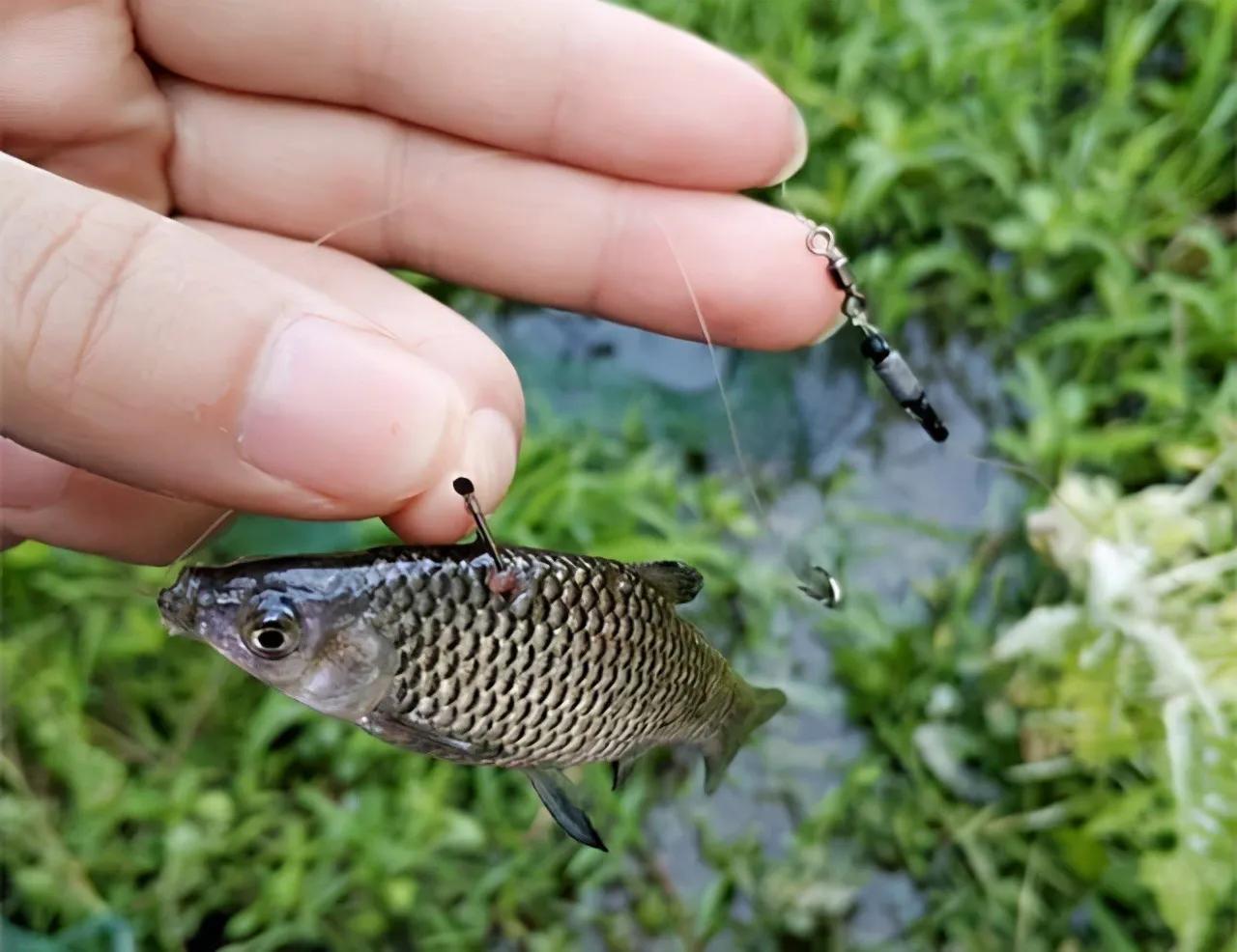 虾田有哪些虫子,虾稻田虫多
