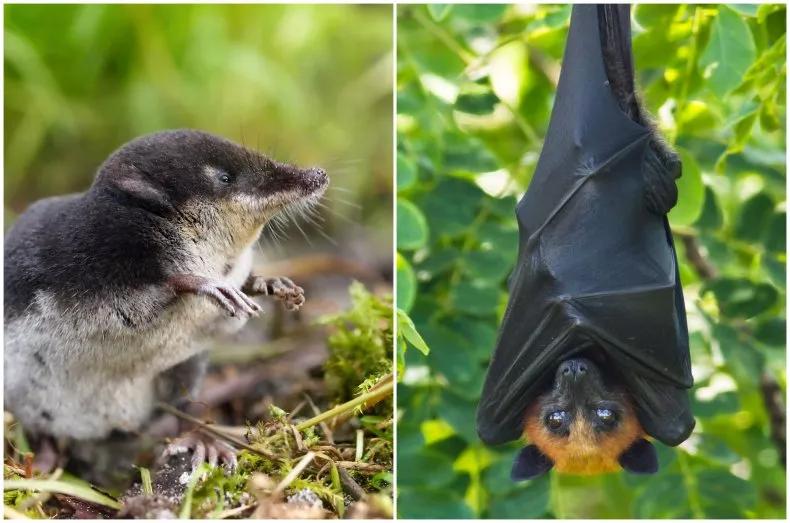 狼牙病毒最新消息,狼牙病毒病原体