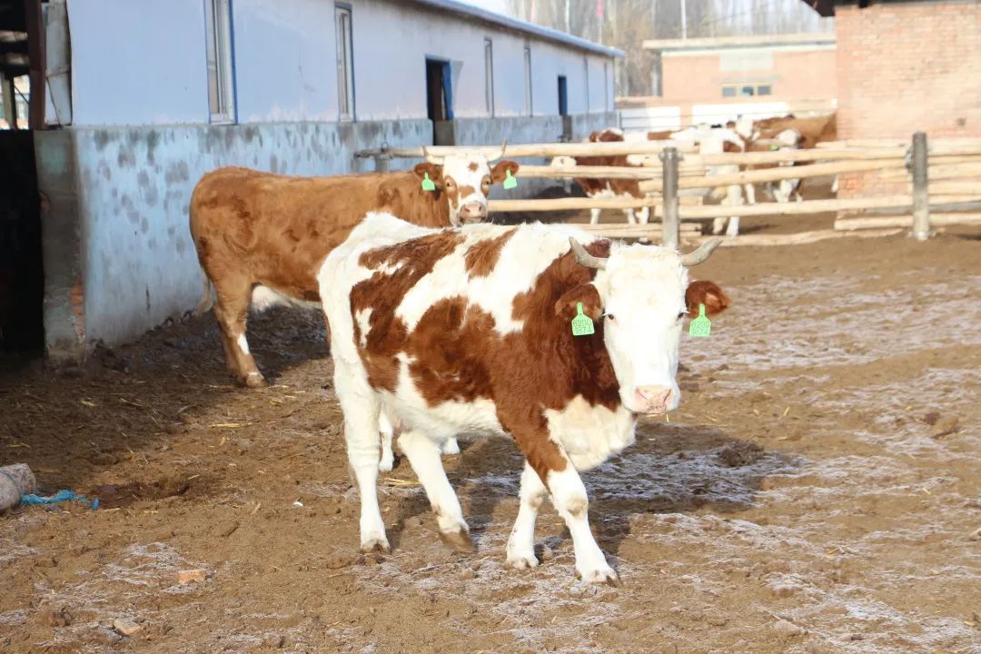 高台县黑泉镇：巧念养牛致富经乡村振兴“犇”幸福