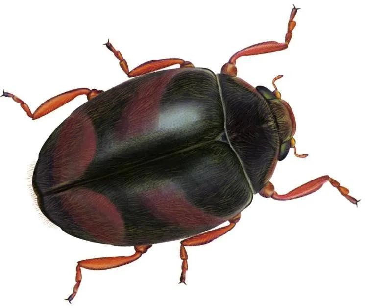 世界上有哪些有光泽的甲虫,世界上最奇葩的小甲虫