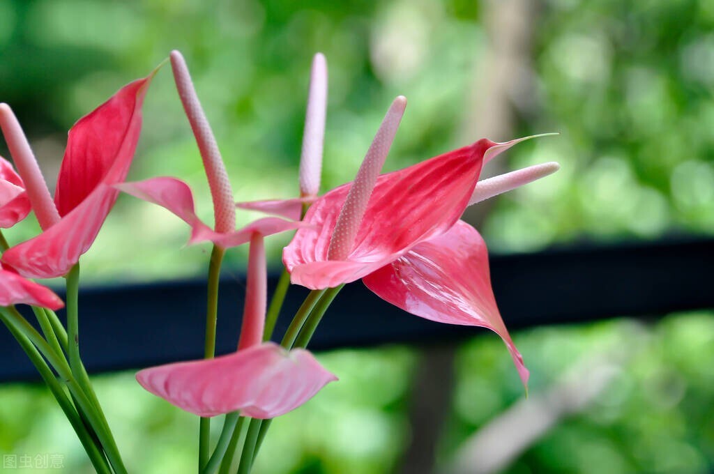 红掌叶子发黄焦边干枯掉叶掉花,红掌叶子枯萎了怎么补救