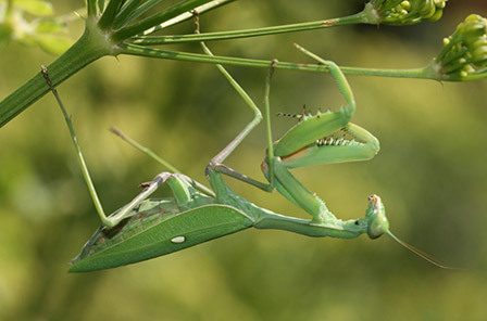 全球十大蓝色动物盘点,全身绿色站立的动物