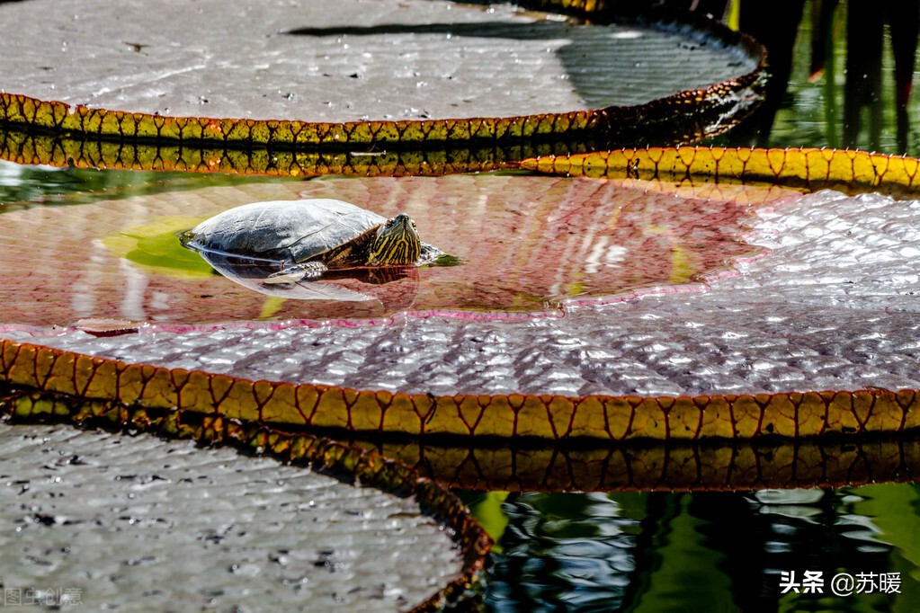 小龟为什么会咬尾,为什么新龟会被原缸的龟咬