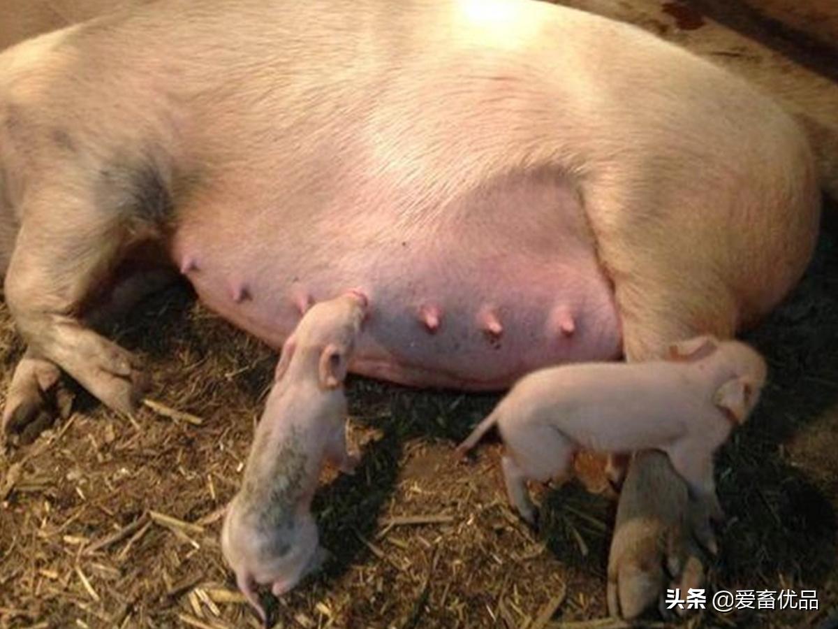 母猪预产期到不生产怎么办,母猪到预产期还没生产是什么原因