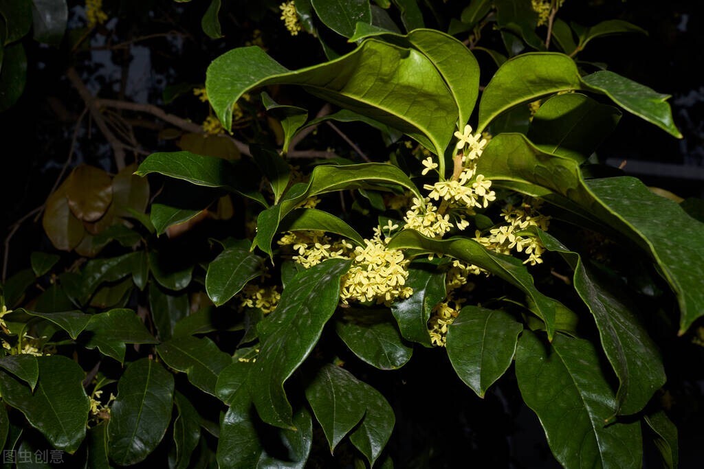 中国古典十大花卉,中国传统十大花卉有哪些