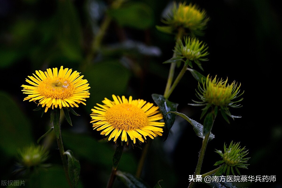 胸闷气短痰多咳嗽要用哪一味中药,慢性咳嗽降气化痰用什么中药好