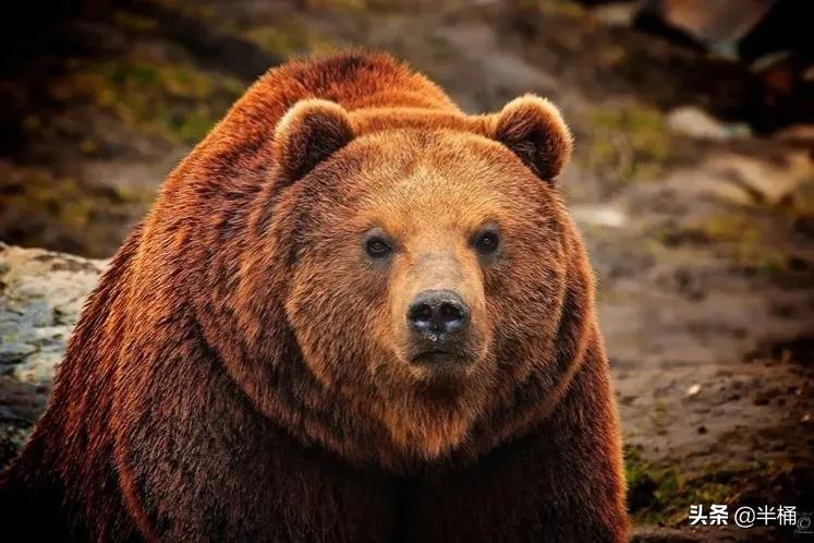 熊冬眠被挖出来,熊冬眠后被人吵醒了还会继续睡吗