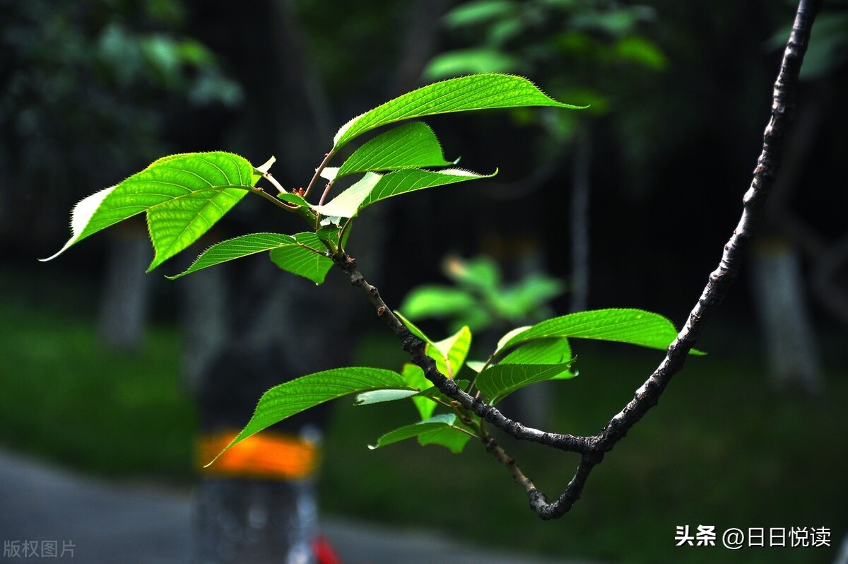 她是杨绛,杨绛的杨,杨绛的绛