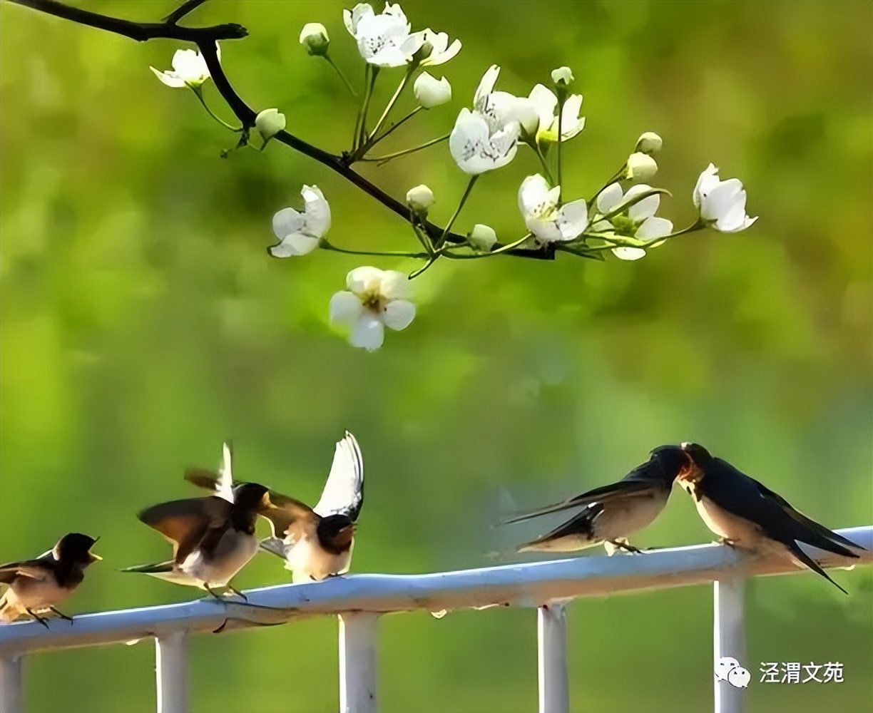 【春日偶成】/刘媛玲