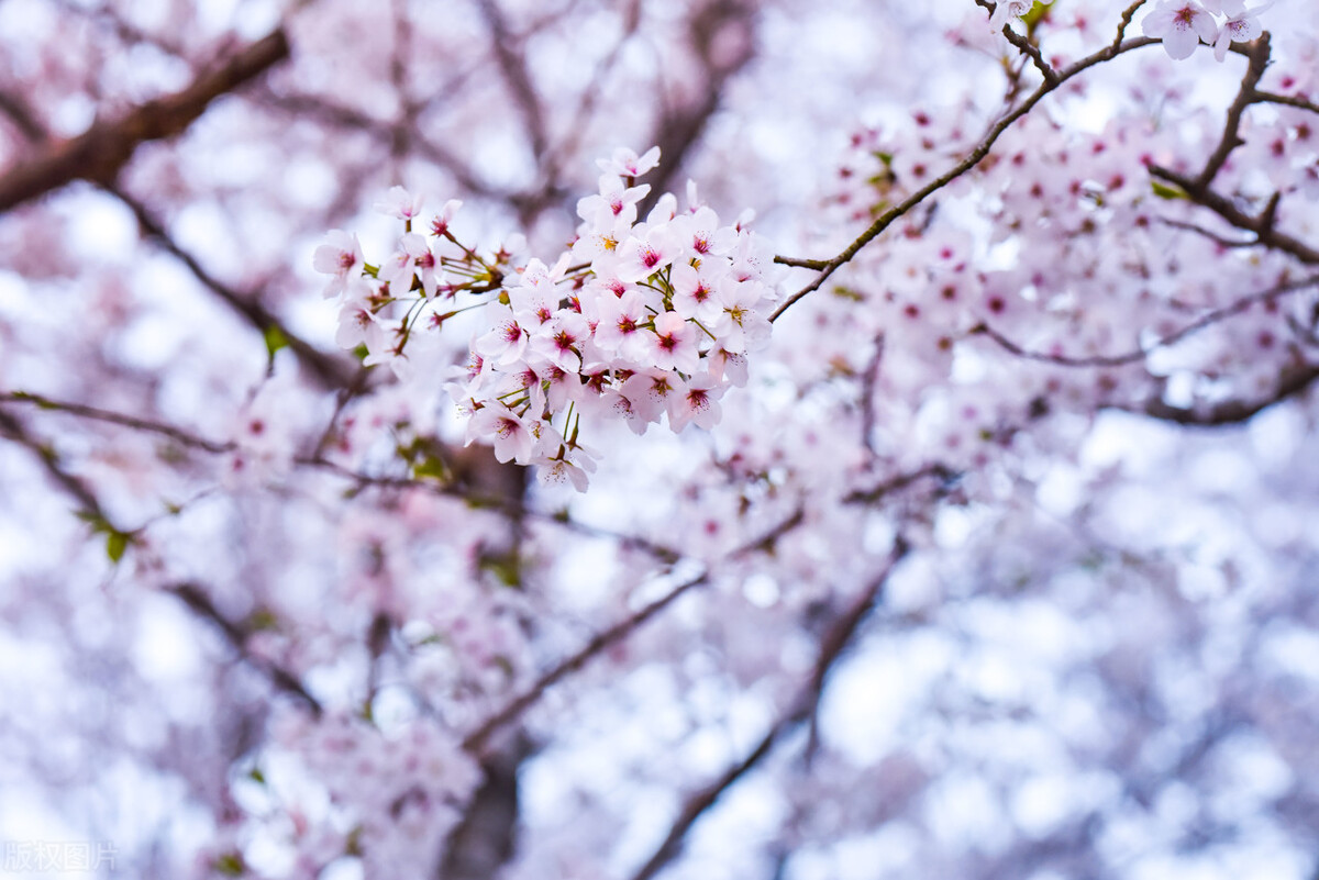 意境最美的古诗词春,50句绝美的春天诗