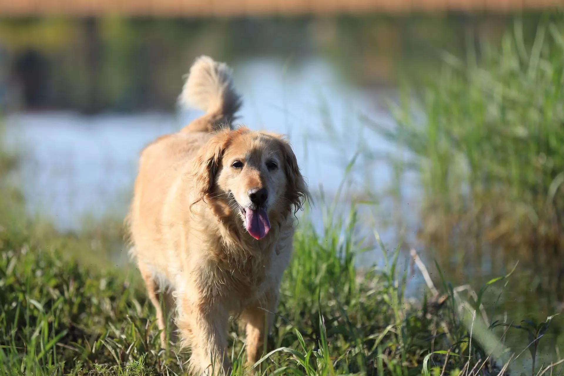 我的毛毛-写给12年相濡以沫的金毛