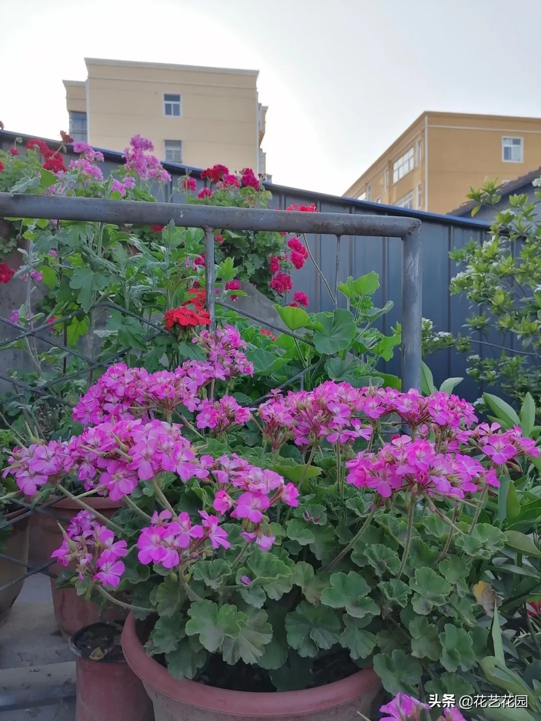 种花防蚊最好的花,驱蚊虫的克星花