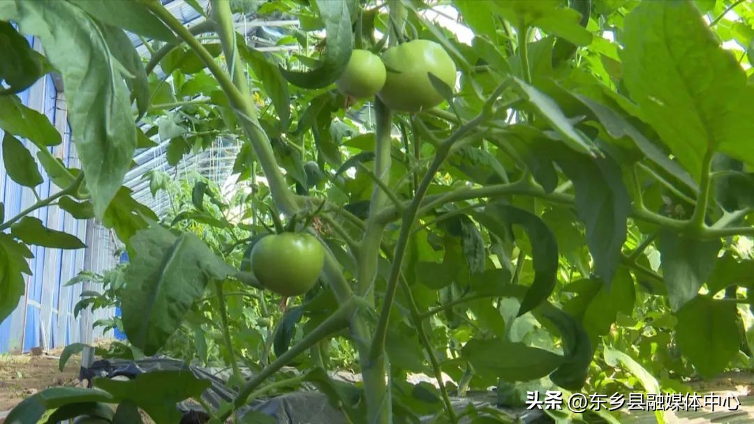 【调结构兴产业强三农】东乡县龙泉镇：蔬菜长势喜人致富“丰”景美好