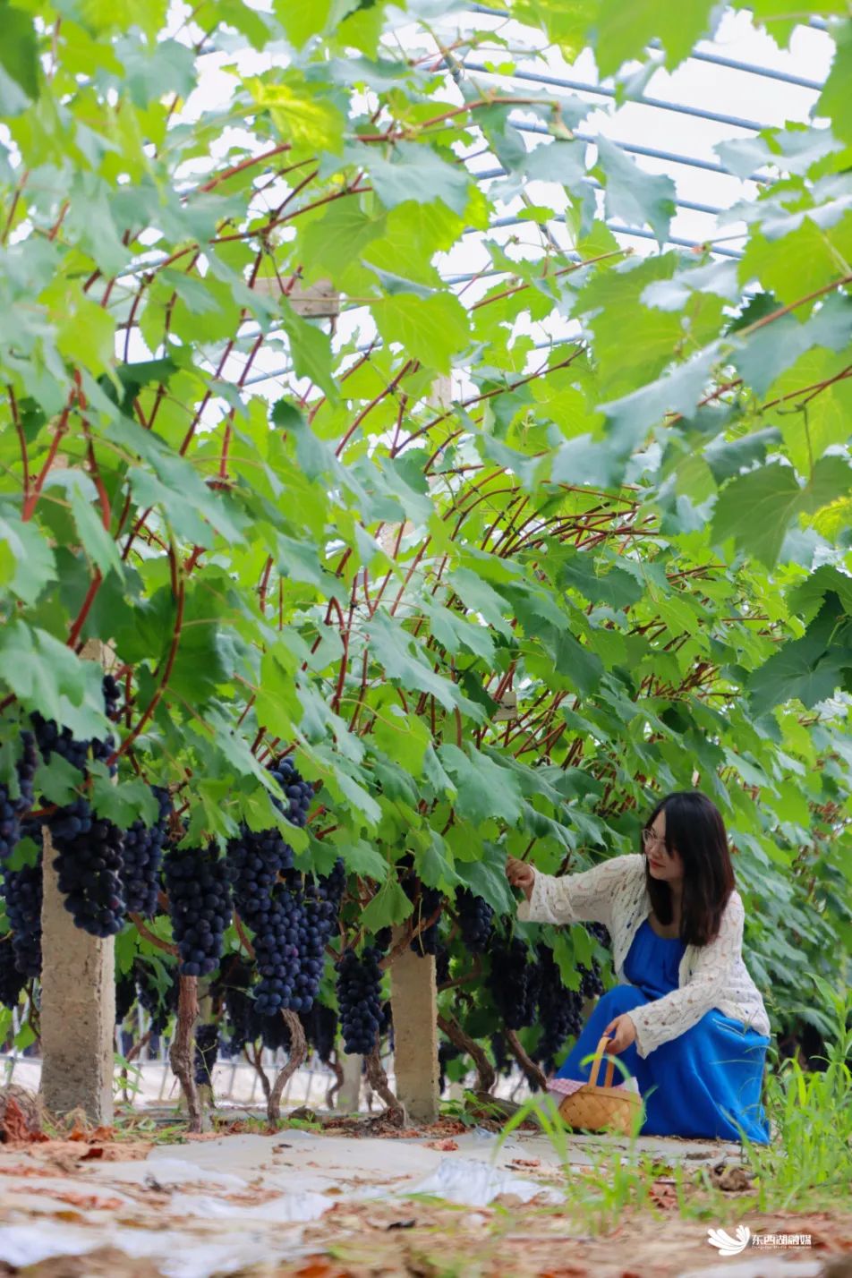 东西湖摘葡萄价格,武汉东西湖摘葡萄园
