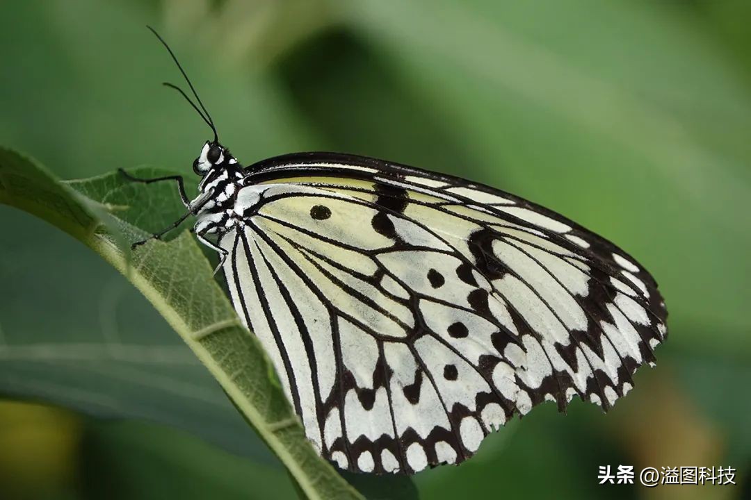 黑卡数码相机推荐,能和黑卡媲美的数码相机