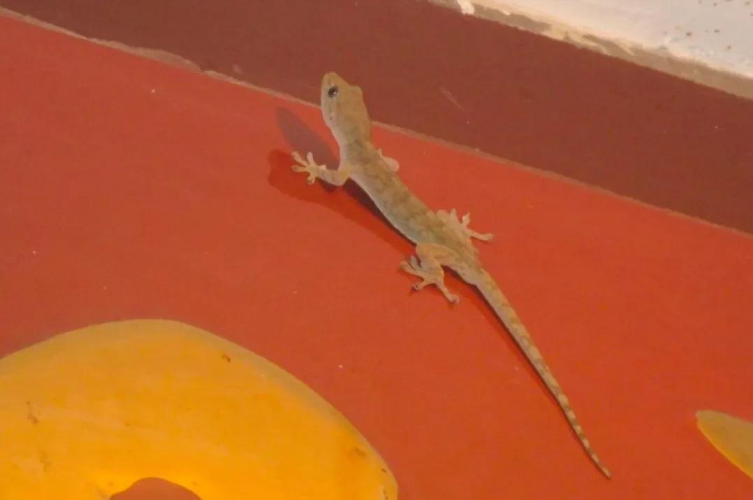 家里进了壁虎可以不理吗,家有壁虎需要留住吗