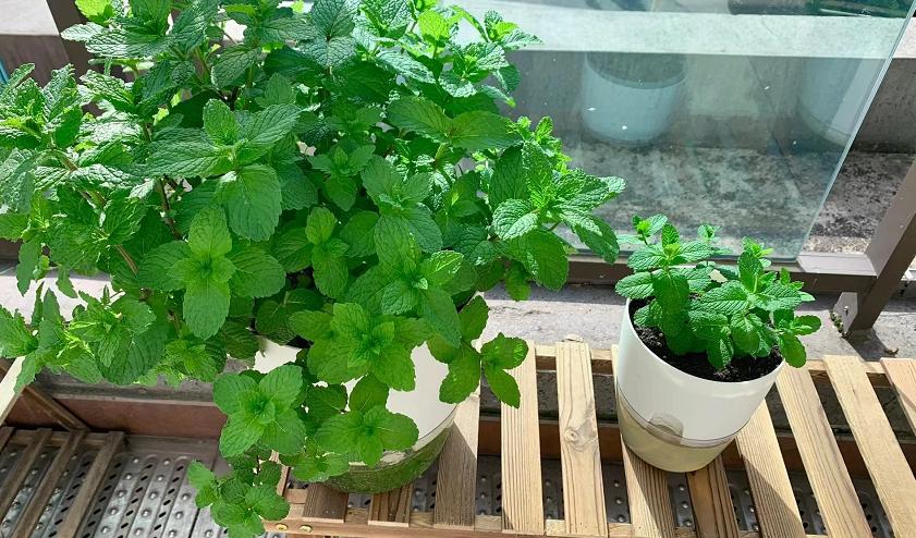 薄荷扦插为什么一晒太阳就下来了,扦插的薄荷怎么发蔫