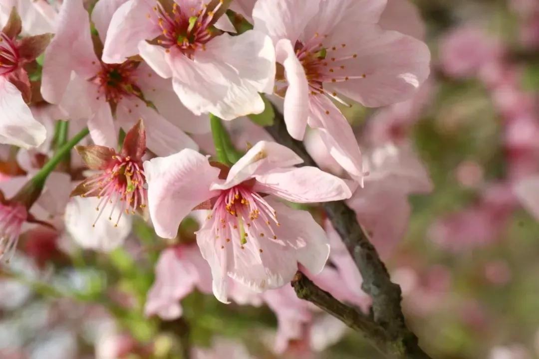 长沙浪漫樱花谷,长沙浔龙河樱花谷花开了吗