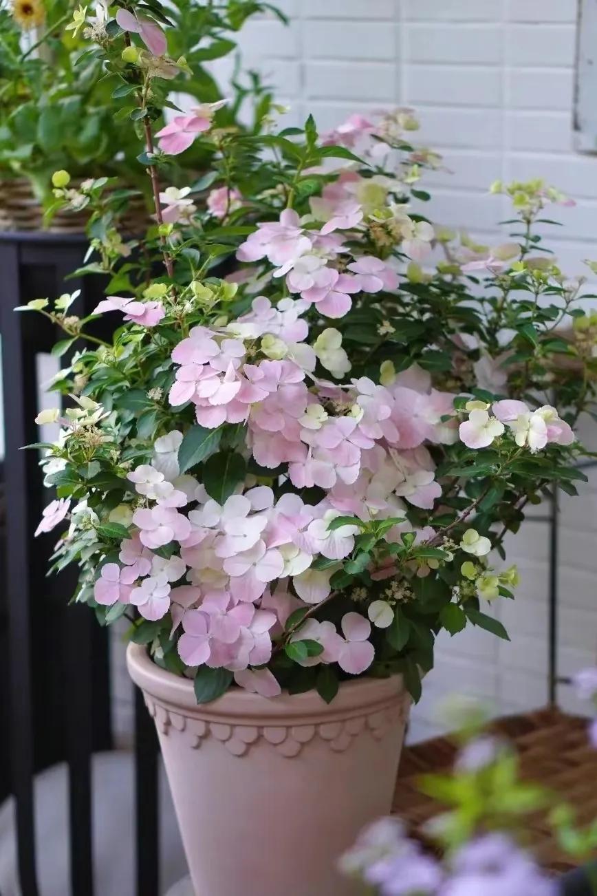 绣球花粉色落跑新娘能不能调色,落跑新娘绣球花爆花效果