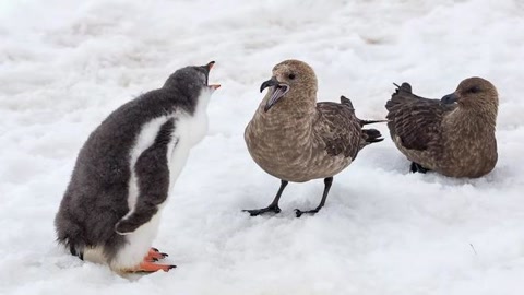 十大经典抓拍照片,100张绝美摄影照片