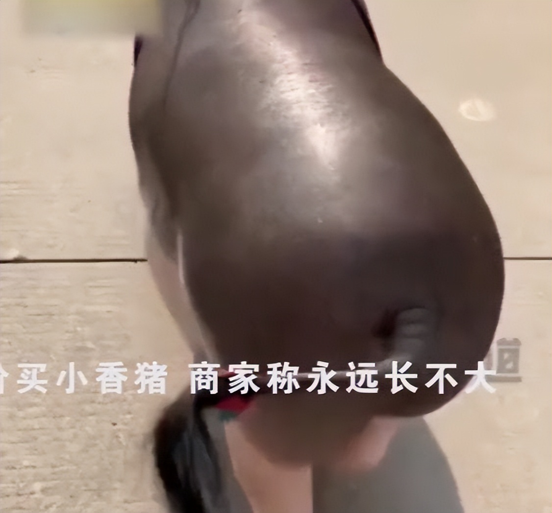 女子网购小香猪,女子买到假小香猪