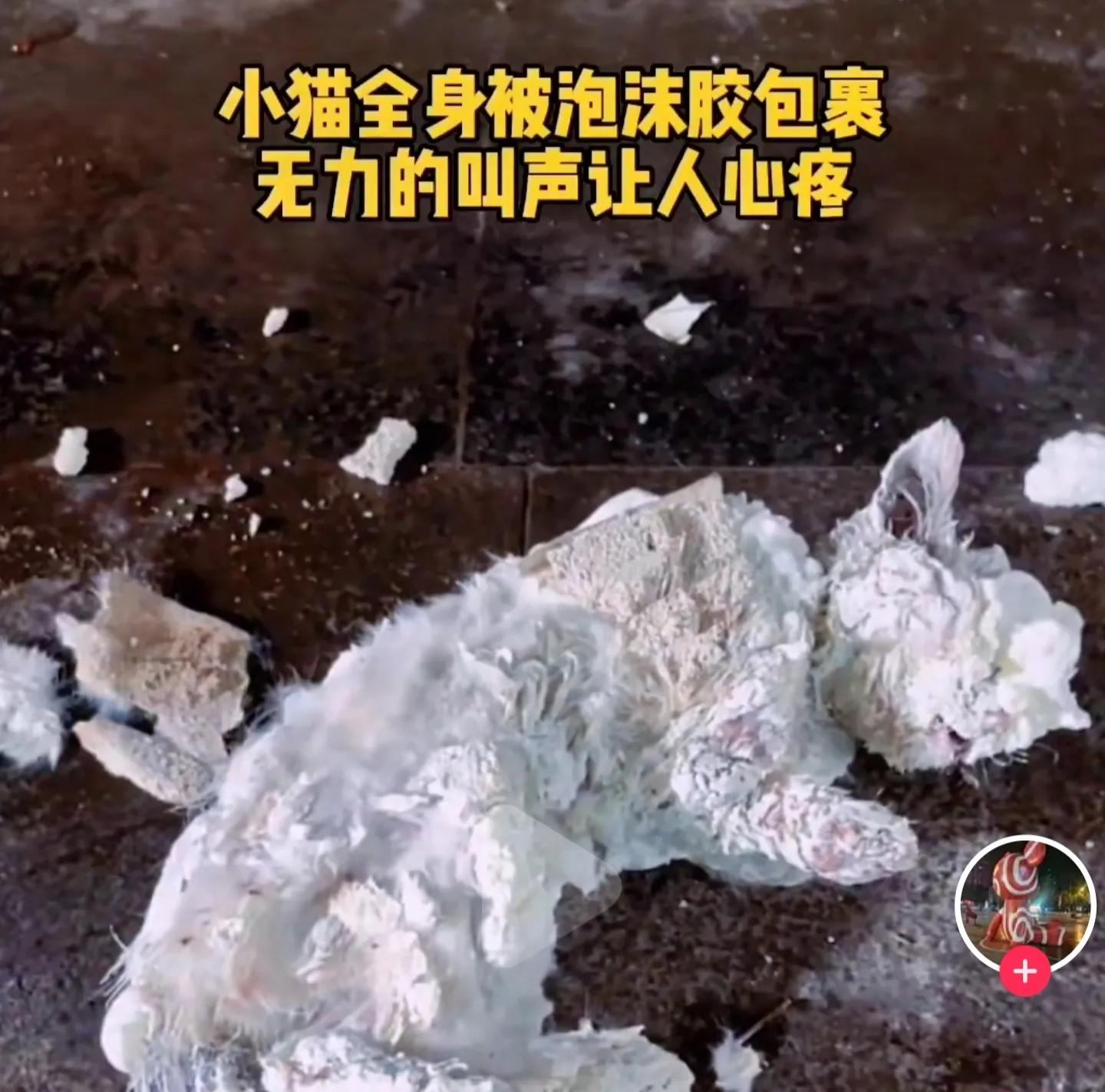 救助生病很严重的流浪猫,流浪猫救治过程