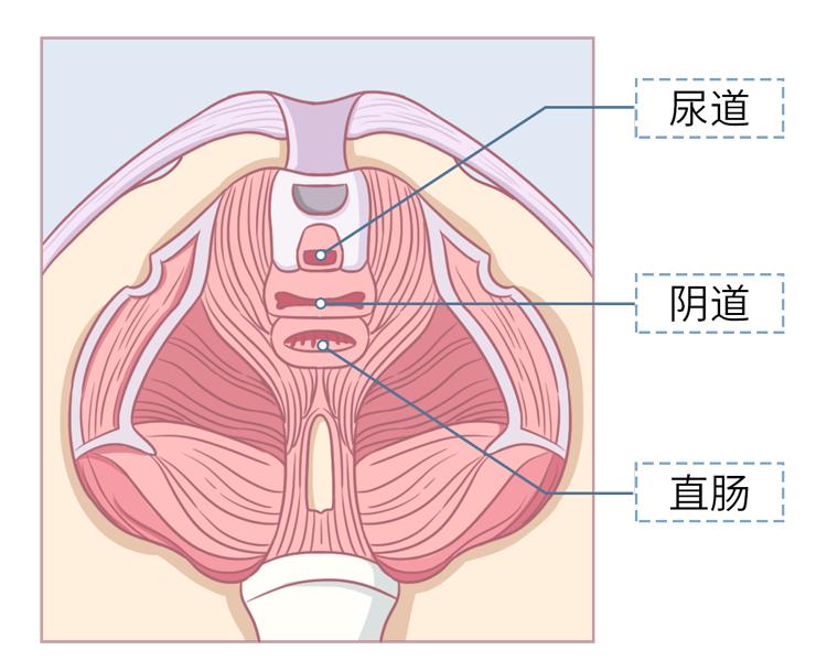 女性到了夜晚放屁多怎么回事,女性到了夜晚放屁多响怎么回事