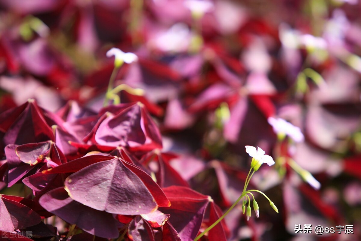 如何养出好状态的紫叶酢浆草,三角紫叶酢浆草怎么养