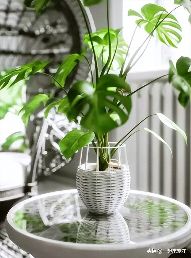 哪些花夏天要注意浇水养护,4种花不浇水才长得旺