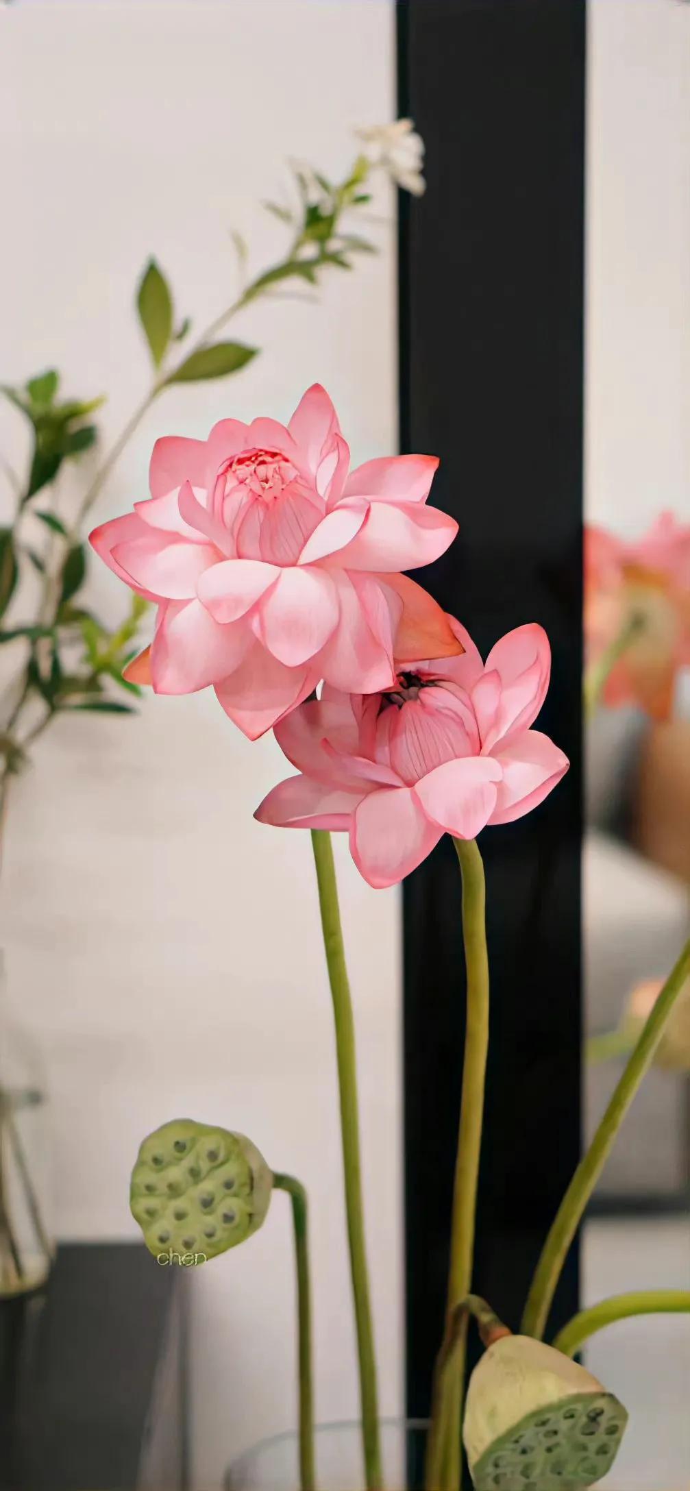 荷花荷叶壁纸图片大全,荷叶手机壁纸高清图片