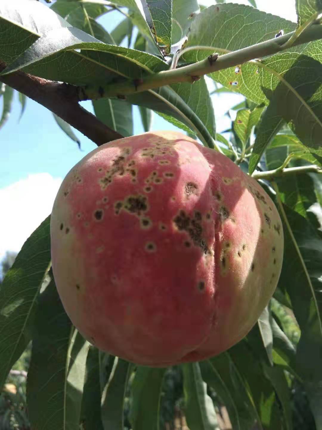 桃黑斑病特效药,桃黑点病新治疗方案