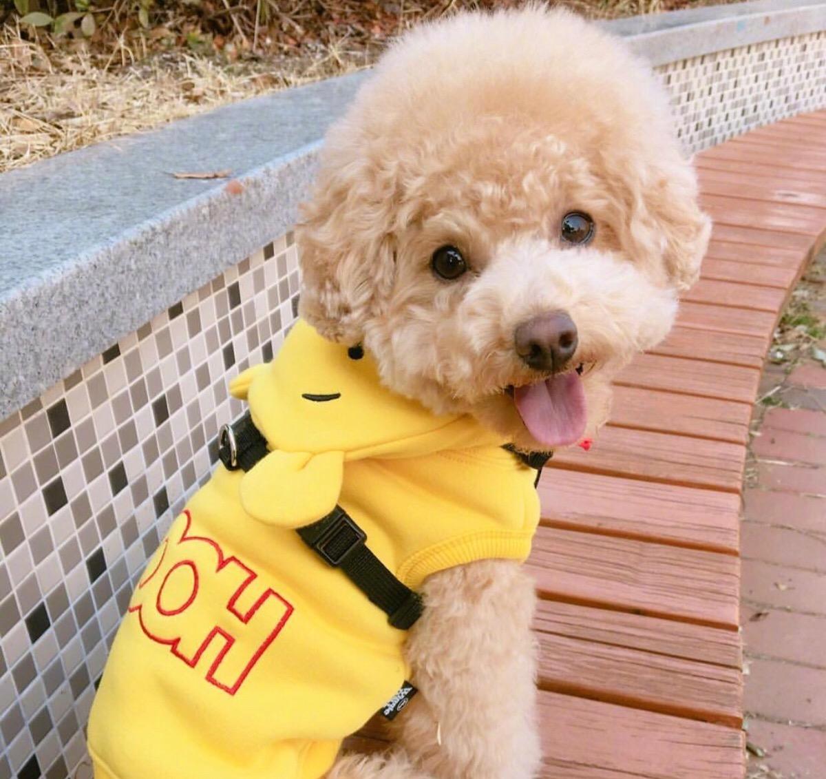 又便宜又可爱的狗,便宜好养的6种狗经济实惠又可爱