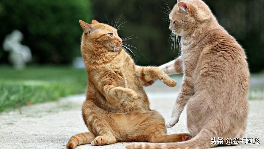 为什么动物交配前会相互闻屁股，看似尴尬的行为，却充满科学依据