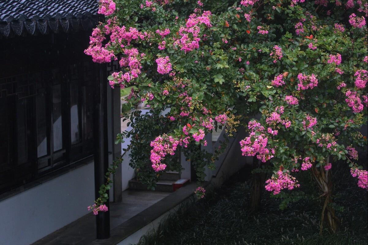 庭院四季常青不怕晒又耐寒的花树,适合在庭院里种植的花树有哪些