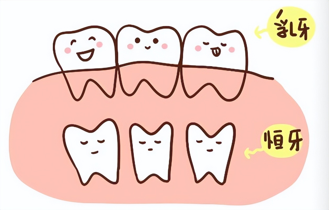 对于牙齿的认识,牙齿有多重要也许你根本不知道