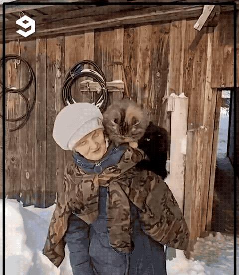 瑞士猫和俄罗斯猫,俄罗斯猫西伯利亚猫