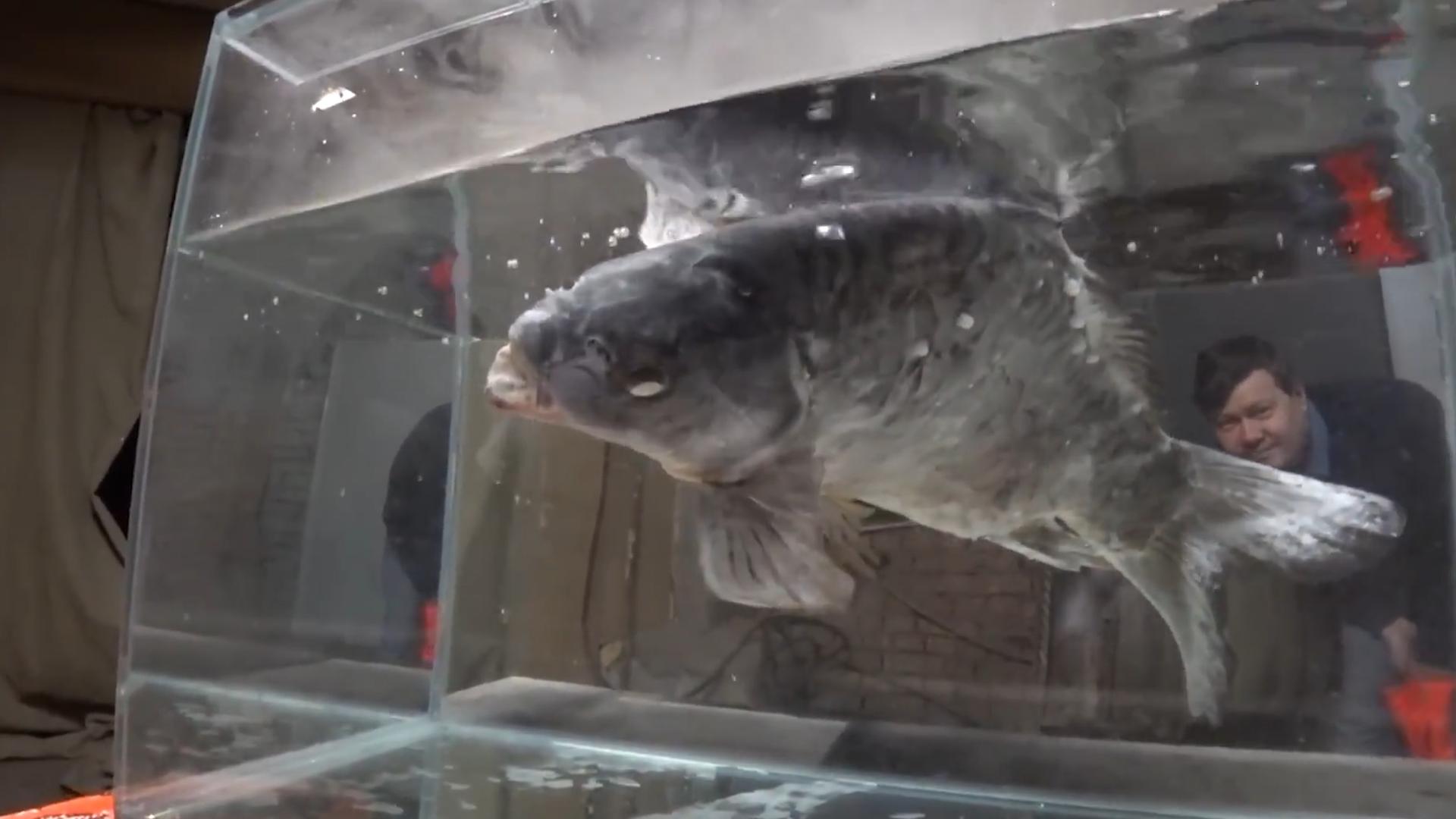 甲鱼冻成冰还能复活吗,甲鱼被冷冻后复活