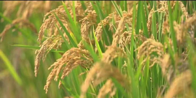 小站稻镇,小站稻粳米