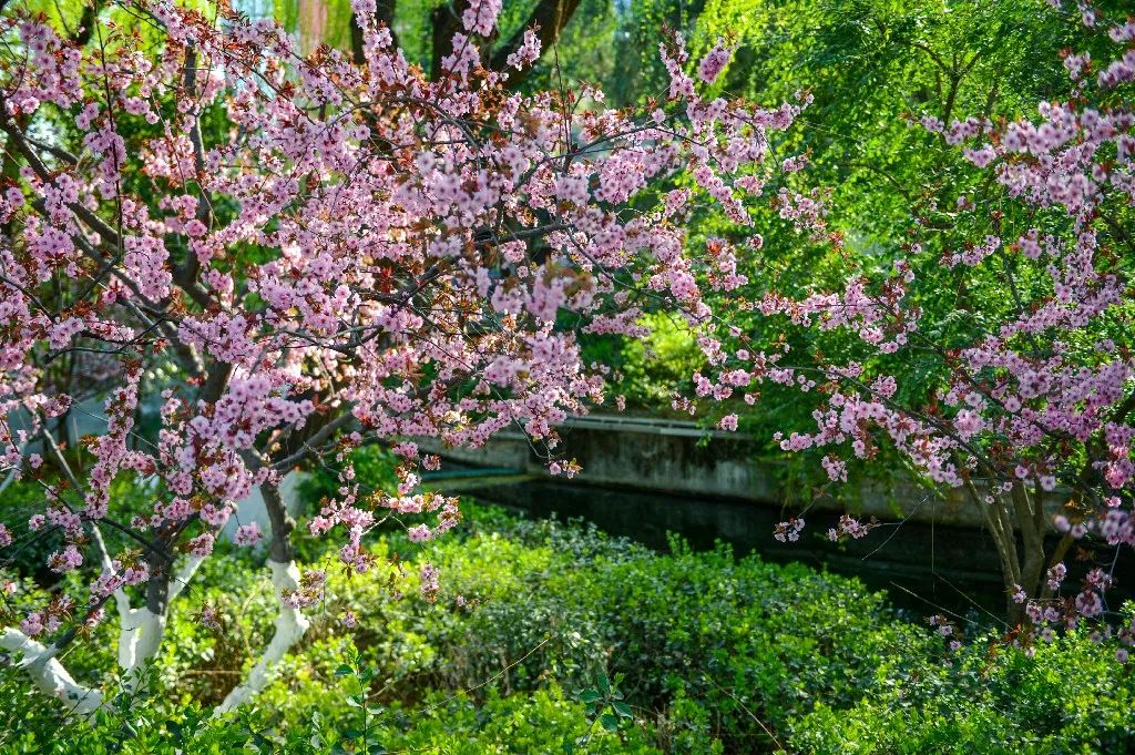 济南周边春天赏花全攻略,济南春日赏花攻略已送达