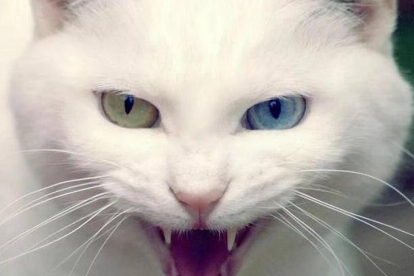 猫咪狂犬病征兆,猫咪得狂犬病的症状表现有哪些