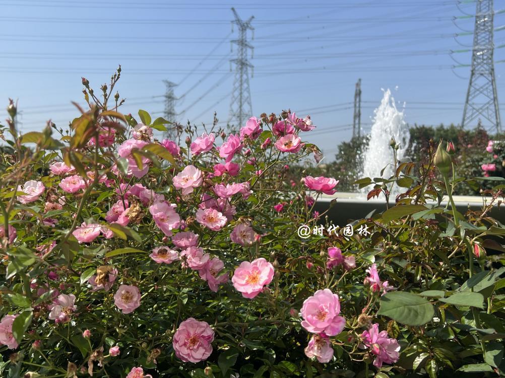 这20种月季超级耐寒东北也能养,南方种不了什么