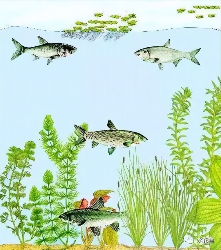 新手养鱼养什么小型鱼能混养,鱼塘养鱼哪些鱼可以一起养