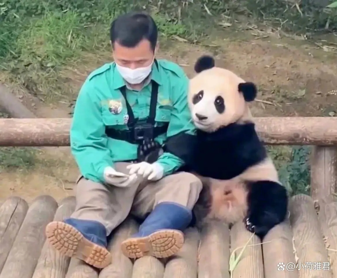 韩国爱宝乐园失火大熊猫有事吗,爱宝乐园着火了福宝一家安全了吗