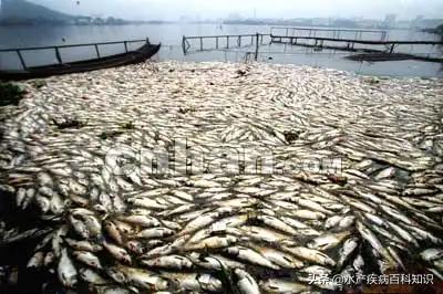 什么情况下翻塘,如何应对翻塘